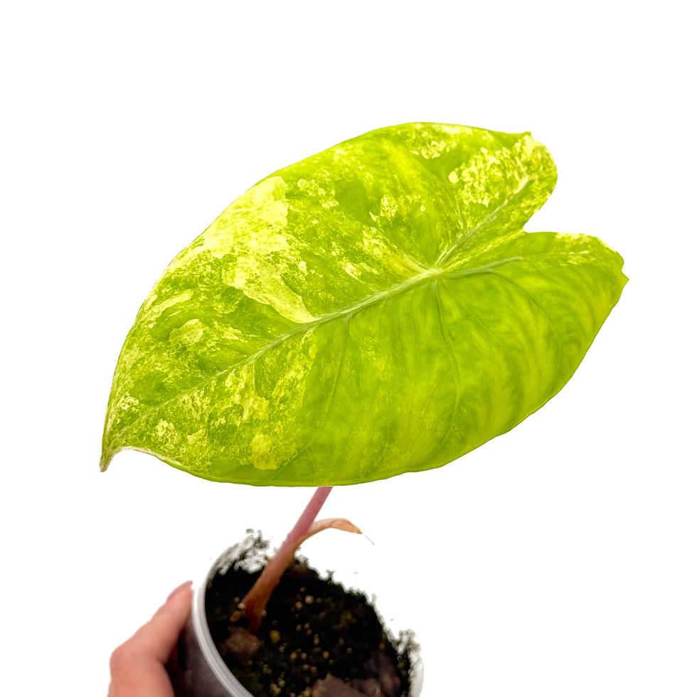 Miniaturbild: Alocasia Pink Dragon Variegata
