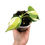 Miniaturbild: Philodendron Hederaceum Variegata ''Cream Splash''