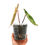 Thumbnail: Anthurium Crystallinum Variegata