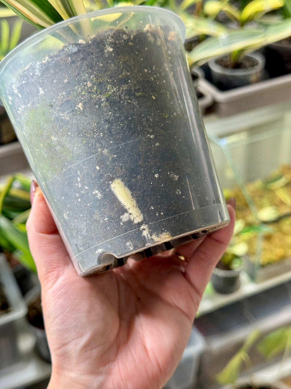 Thumbnail: Clivia Miniata Variegata (Orange-Red Flowers)