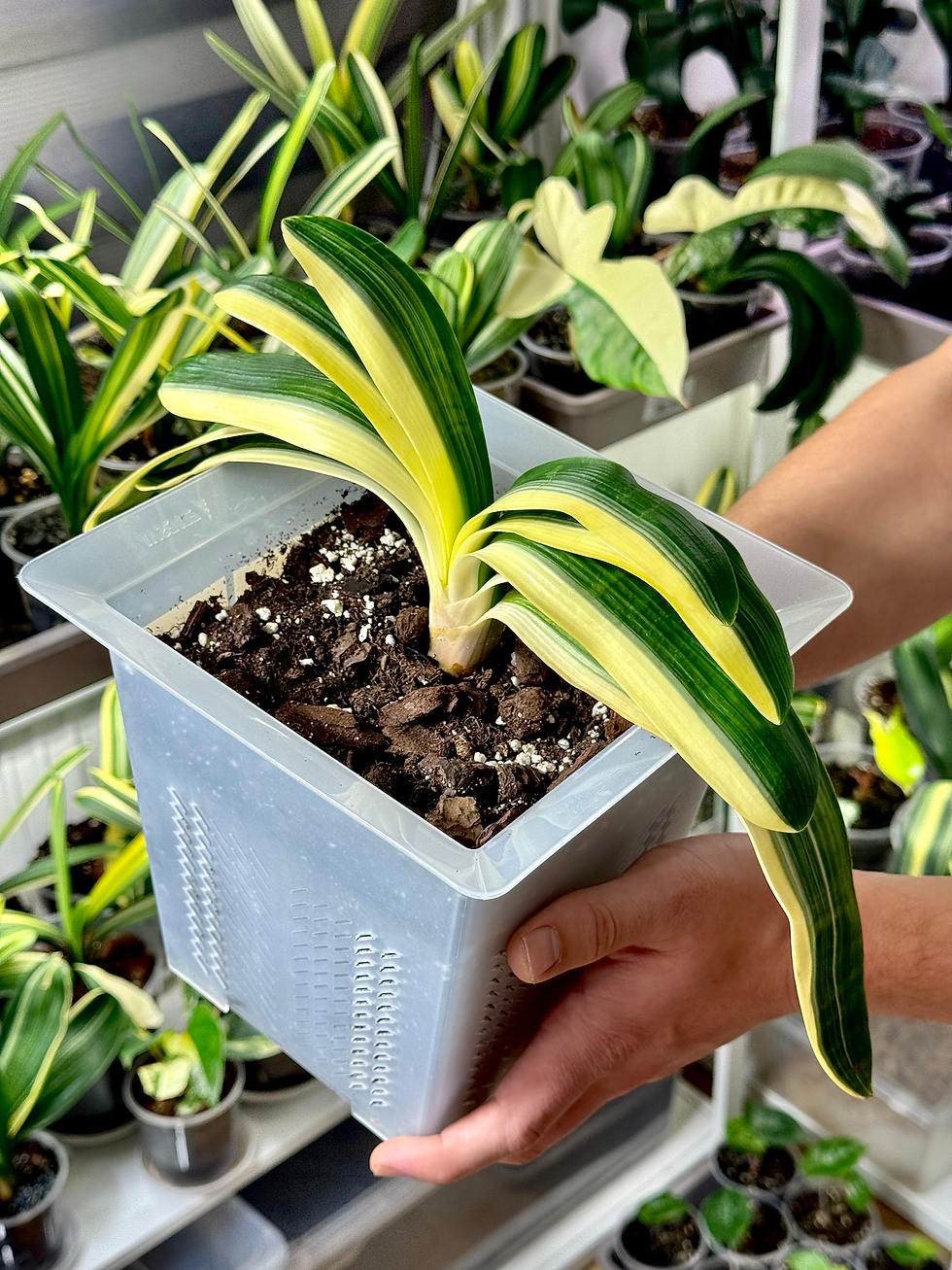 Miniaturbild: Clivia Miniata 'Tiger' Variegata (Orangerote Blüten)
