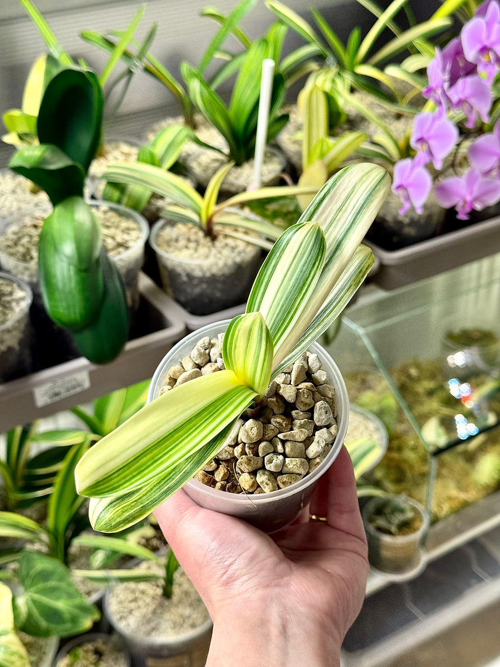 Thumbnail: Clivia Miniata Variegata | Dwarf Form