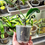 Thumbnail: Clivia Permanent | Rare Natural Curly Leaf Clivia