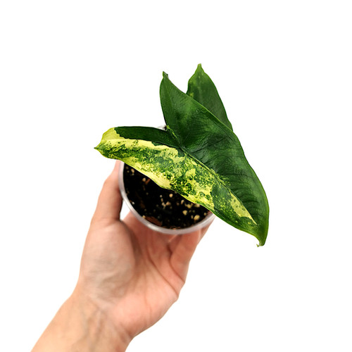 Alocasia Tigrina Superba Variegata (Young Plant) | Kern Plants