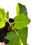 Miniaturbild: Ficus Carica Jolly Tiger Variegata / Feigenbaum
