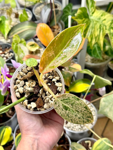 black cardinal philodendron prince of orange Philodendron Black Cardinal Variegated – Greenroom Planter main image 1