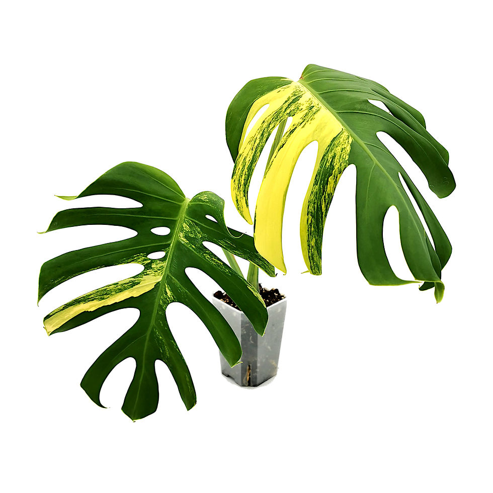Miniaturbild: Monstera Aurea Variegata