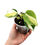 Miniaturbild: Philodendron Hederaceum Variegata ''Cream Splash''