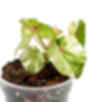Miniaturbild: Begonia Rouge Variegata