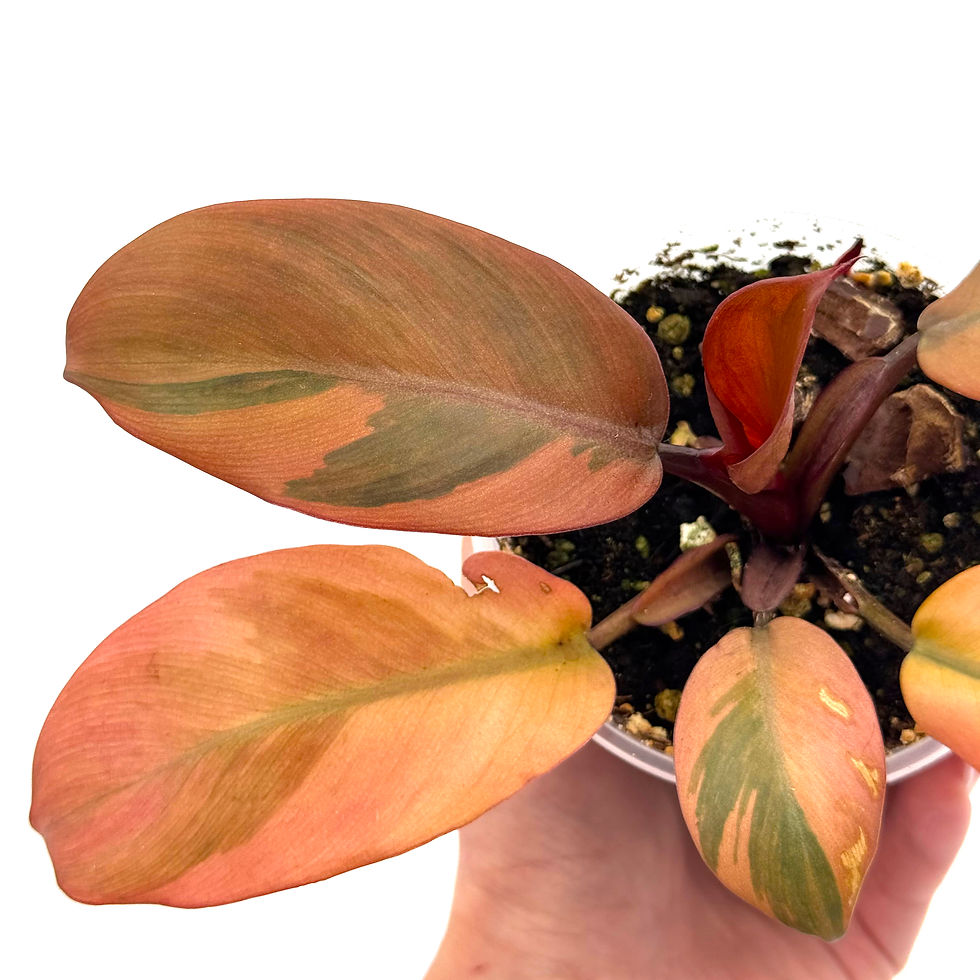 Thumbnail: Philodendron Black Cardinal Variegata