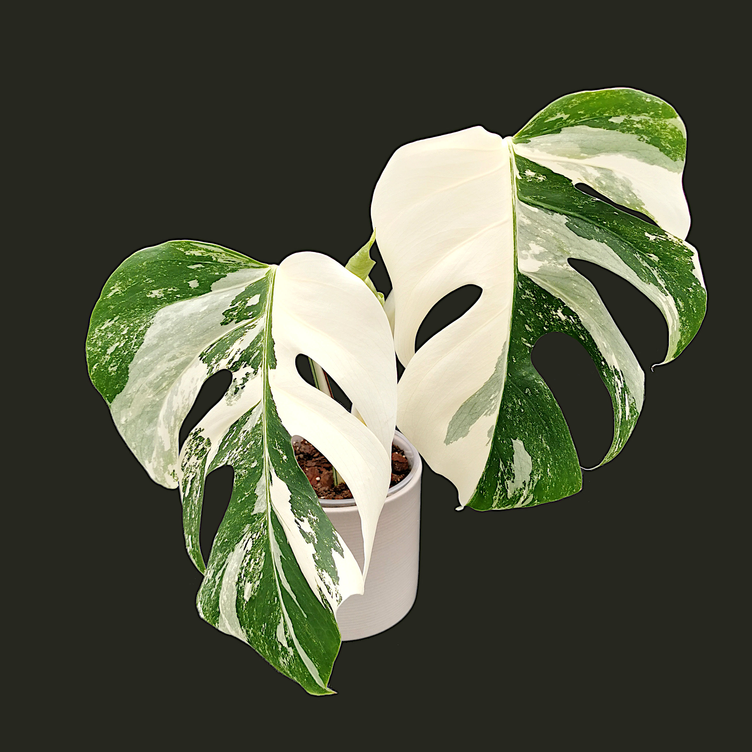 Monstera Albo Variegata