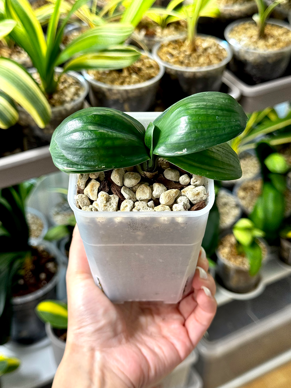 Thumbnail: Clivia Miniata ‘Hengque’ (Horizontal Sparrow) | Dwarf Form