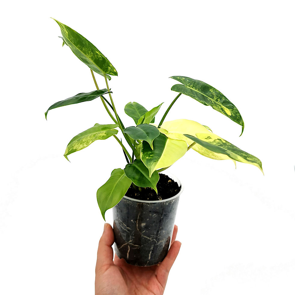 Thumbnail: Philodendron Burle Marx Variegata