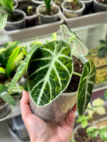 Alocasia Ninja Aurea Variegata | Kern Plants