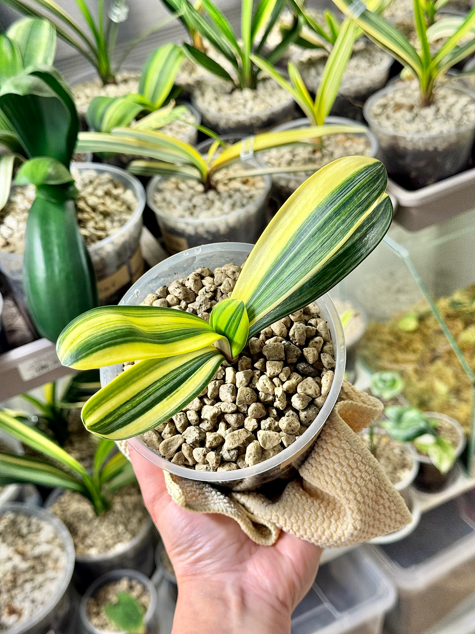 Miniaturbild: Clivia Miniata Variegata (Orangerote Blüten)