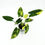 Thumbnail: Philodendron Burle Marx Variegata