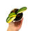 Thumbnail: Clivia Miniata Variegata 'Monk' (Orange-Red Flowers)
