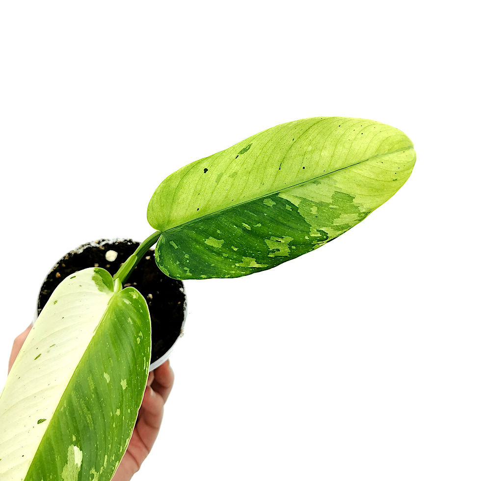 Miniaturbild: Philodendron Jose Buono