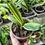 Thumbnail: Clivia Miniata 'Light of Buddha' Variegata (Orange-Red Flowers)