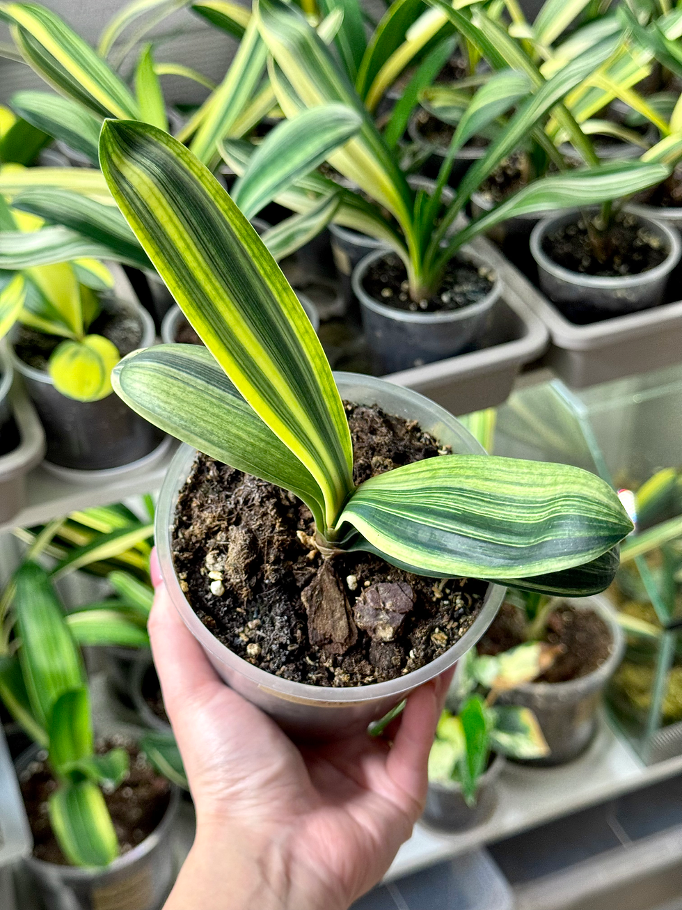 Miniaturbild: Clivia Miniata 'Light of Buddha' Variegata (Orangerote Blüten)