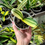 Thumbnail: Clivia Miniata Variegata (Orange-Red Flowers)