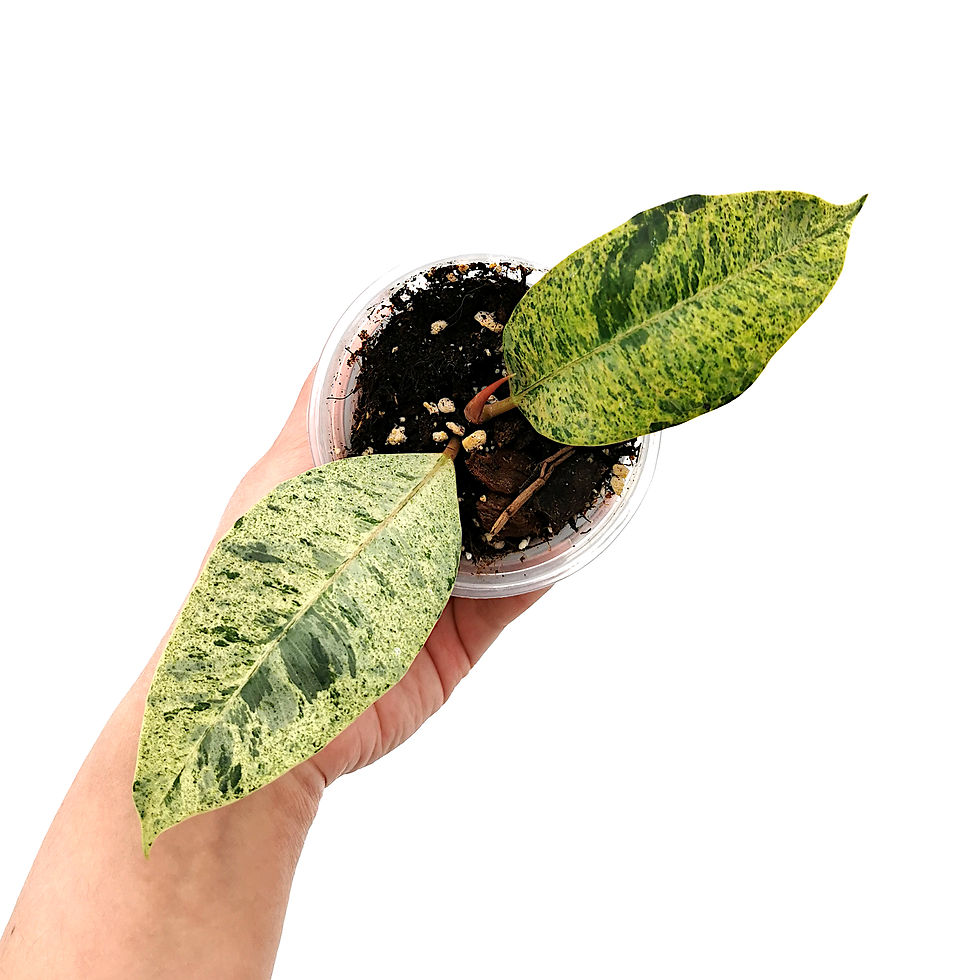 Thumbnail: Ficus Elastica 'Shivereana'