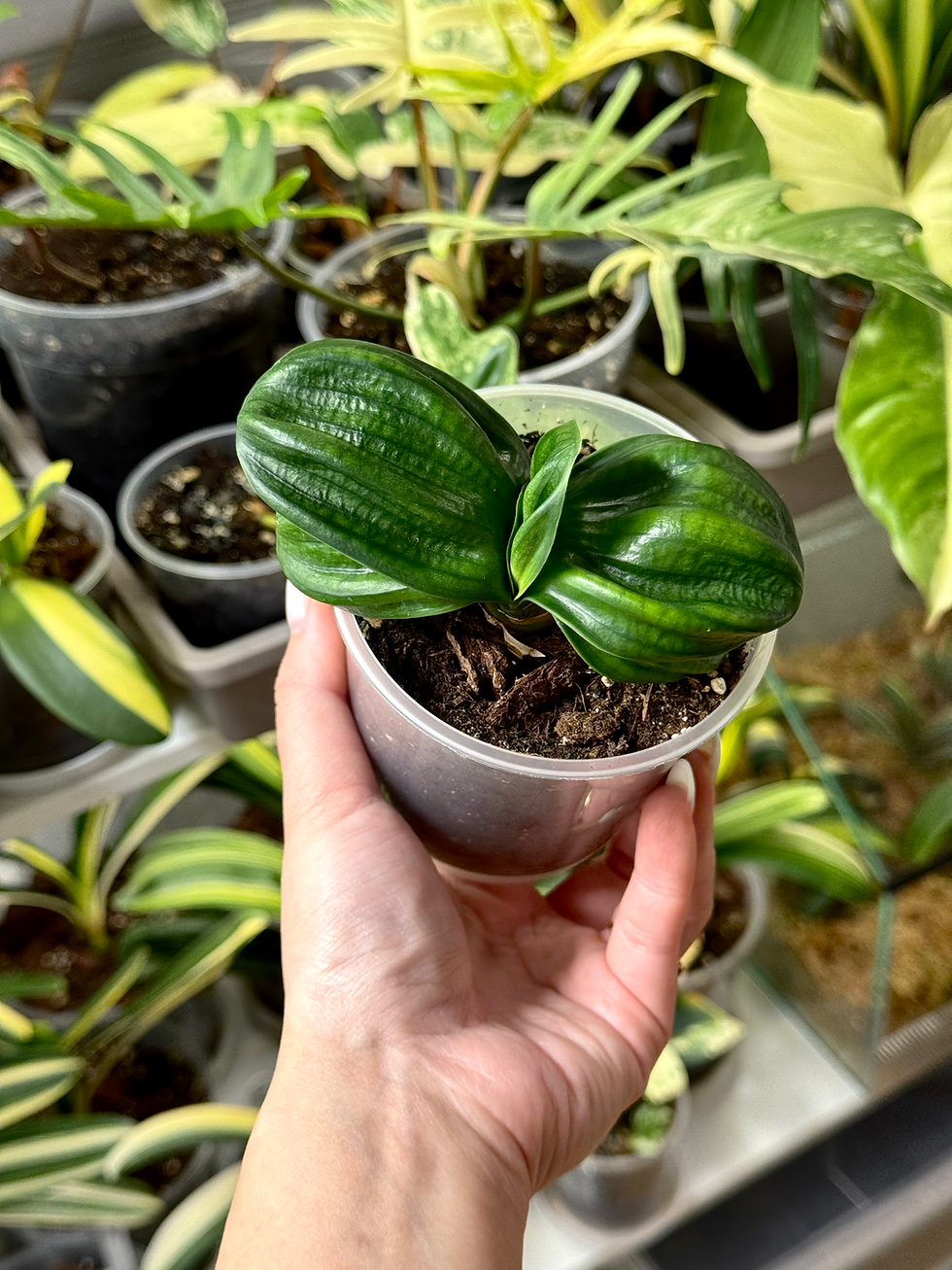 Clivia Miniata ’Hengque’ (Horizontal Sparrow) | Zwergform