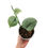 Miniaturbild: Scindapsus Silver Hero