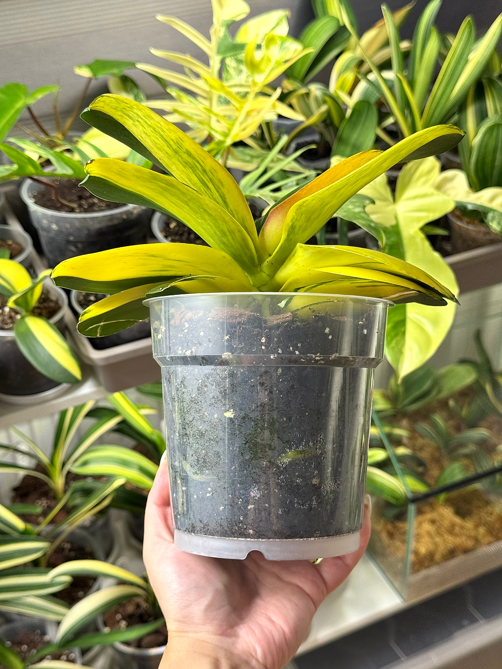 Miniaturbild: Phalaenopsis Variegata | Variegated Schmetterlingsorchidee | gelb panaschierte Blätter