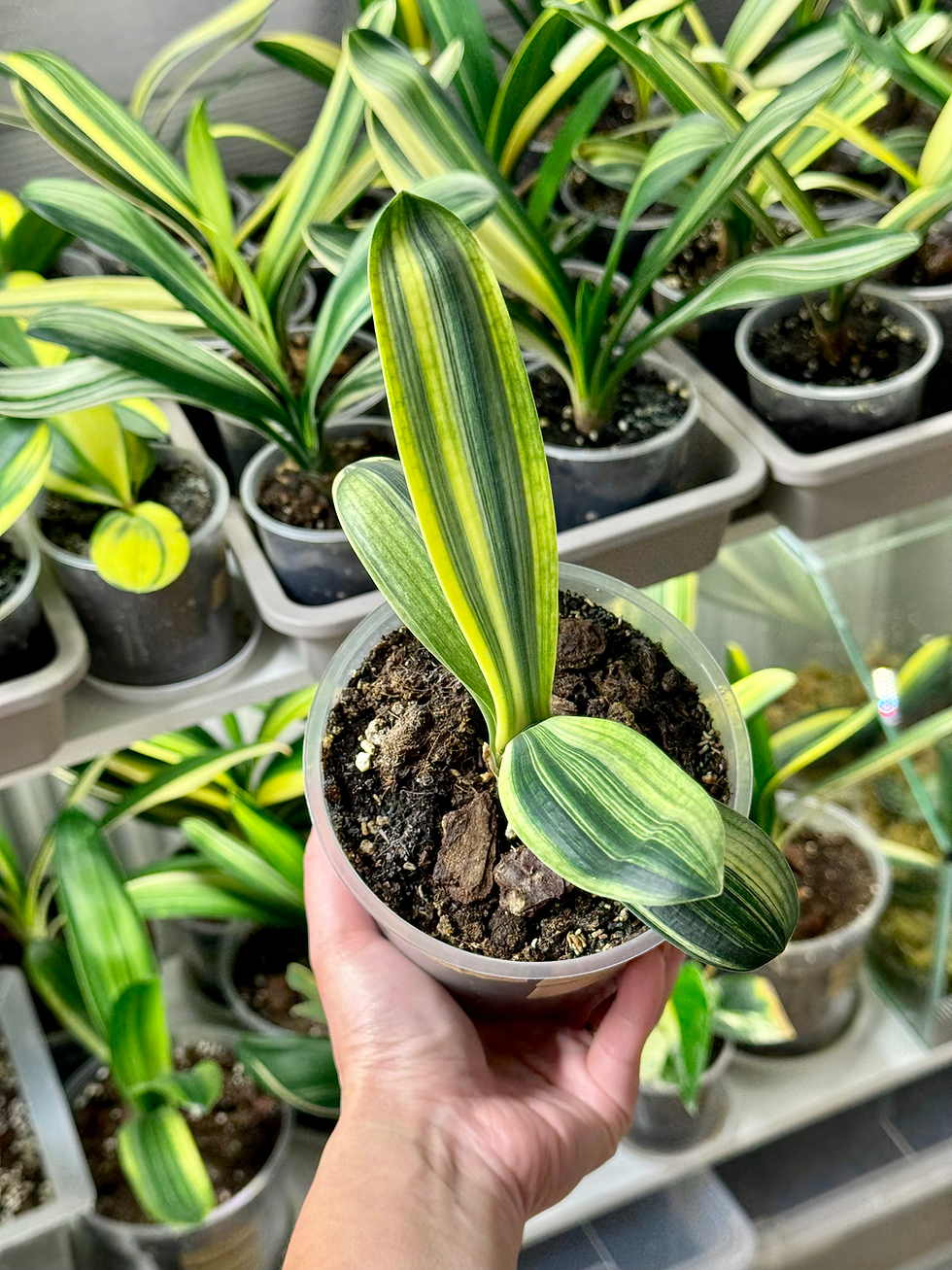 Miniaturbild: Clivia Miniata 'Light of Buddha' Variegata (Orangerote Blüten)