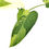 Miniaturbild: Philodendron Jose Buono (L)