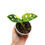 Miniaturbild: Monstera Adansonii Aurea Variegata