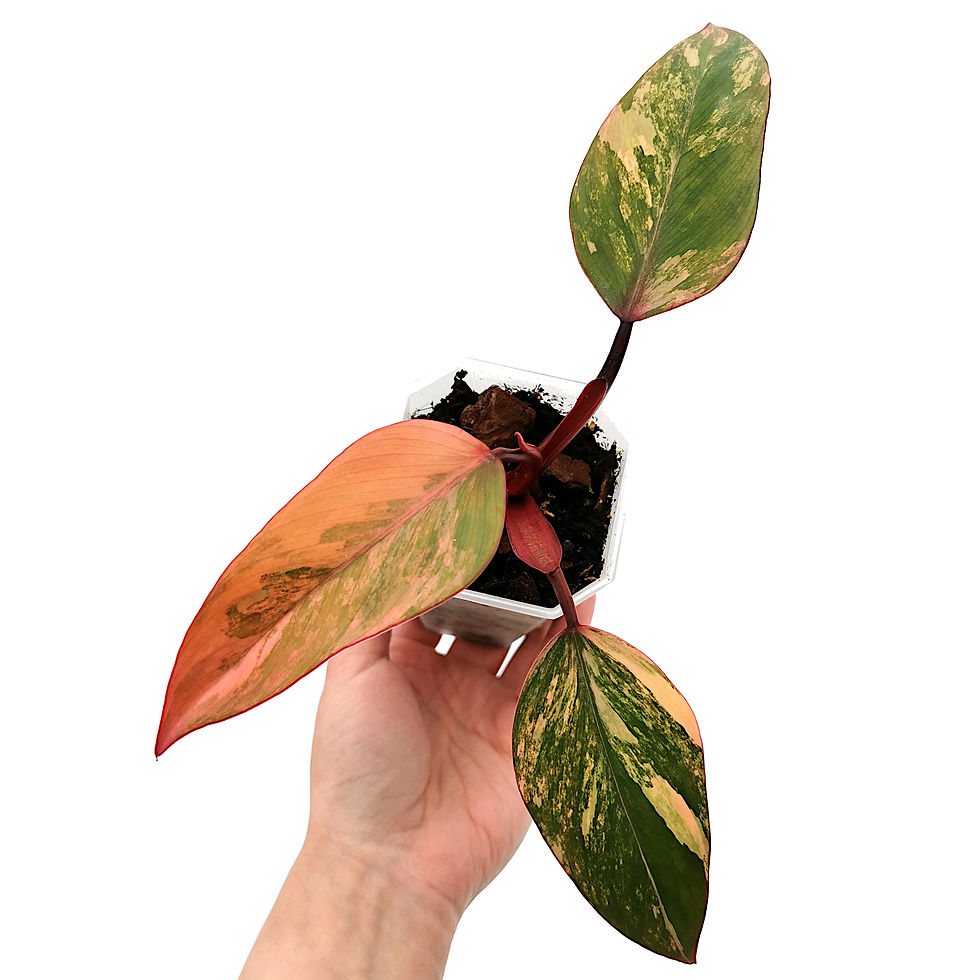 Miniaturbild: Philodendron Strawberry Shake