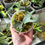 Thumbnail: Staghorn Fern Platycerium Willinckii OMG Sporeling