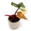 Thumbnail: Philodendron Strawberry Shake (L)