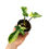 Miniaturbild: Philodendron Florida Beauty Variegata