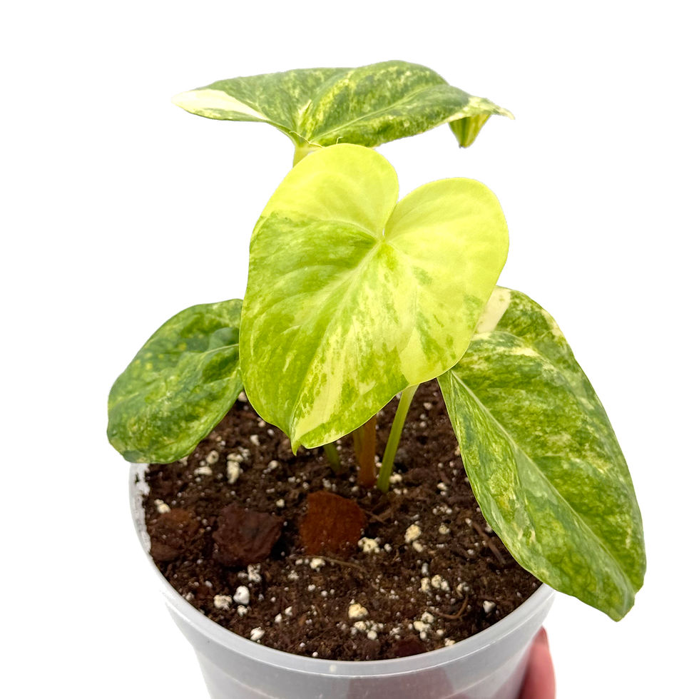 Thumbnail: Anthurium Pedatoradiatum Variegata