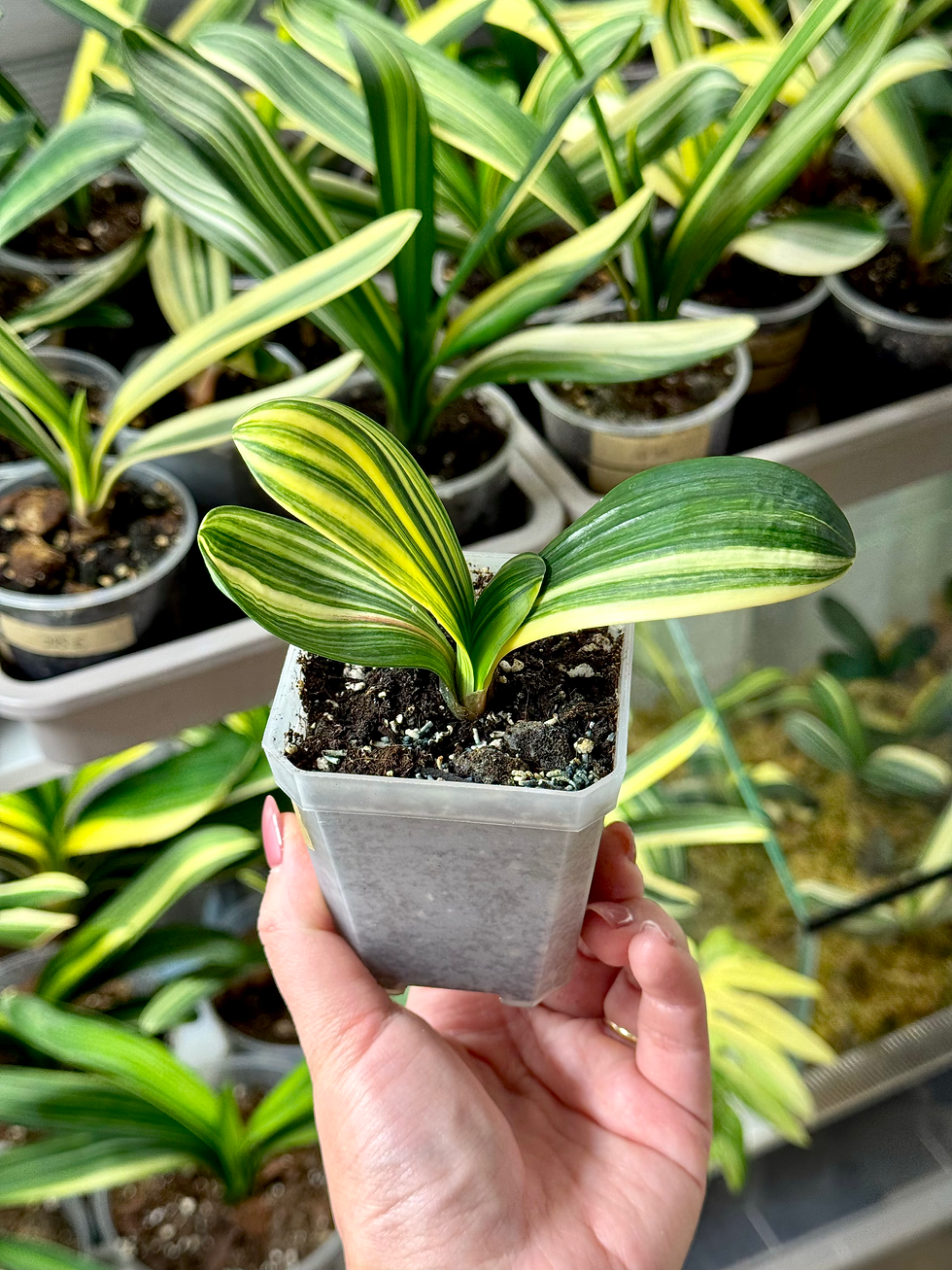 Thumbnail: Clivia Miniata Variegata | Short and Broad Leaf Form