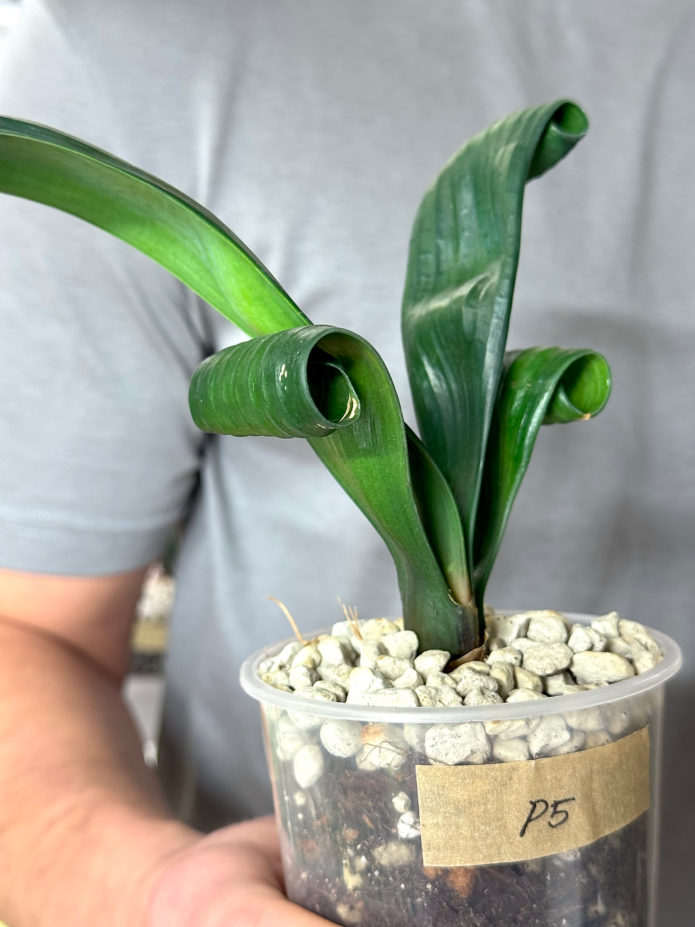 Miniaturbild: Clivia Permanent | Seltene Clivia mit natürlich gekräuselten Blättern