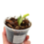 Miniaturbild: Schlumbergera Truncata Variegata / Variegated Zygocactus