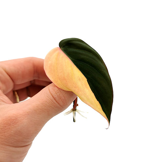 Philodendron Micans Aurea Variegata Stammsteckling | Kern Plants