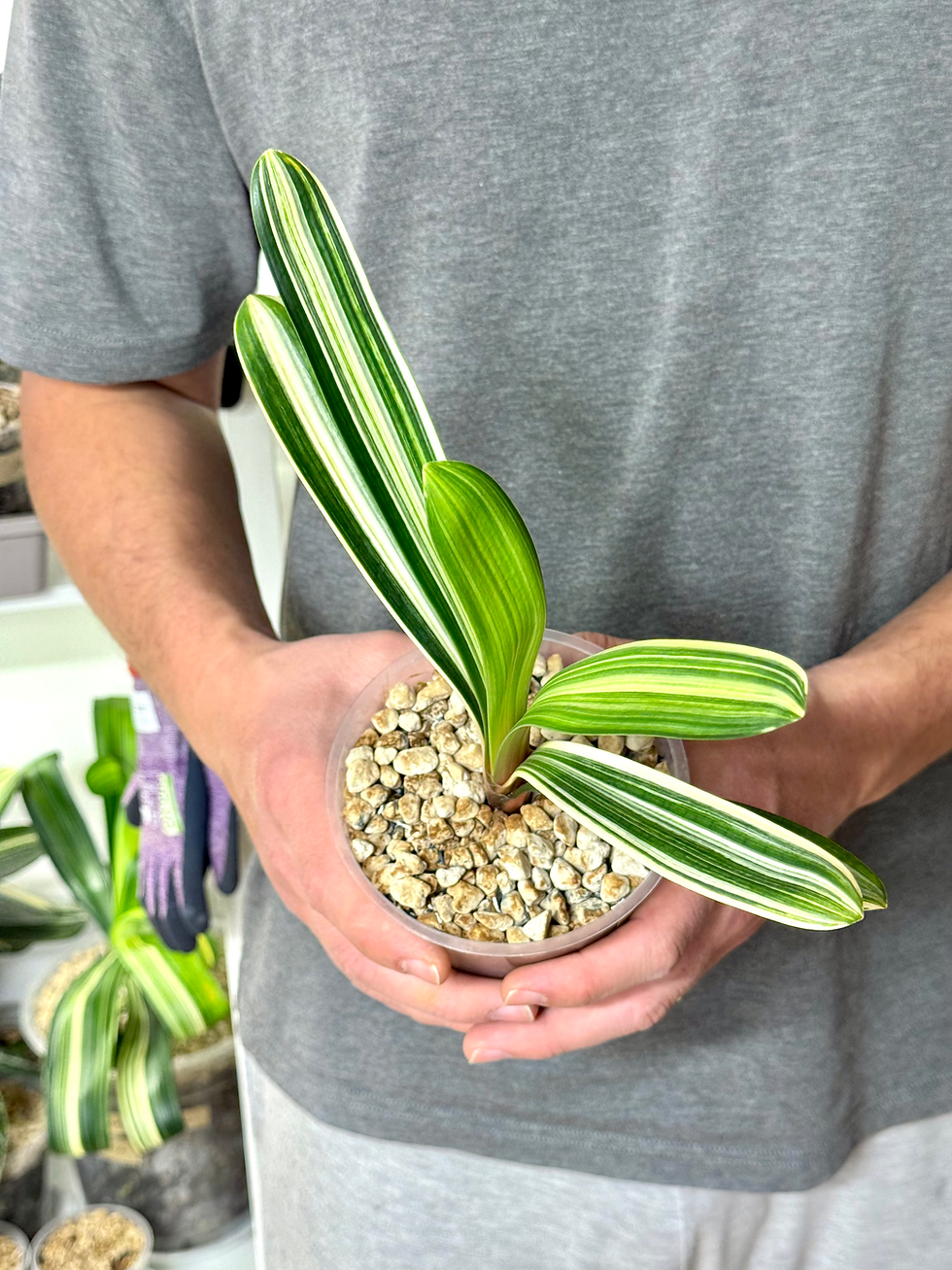 Thumbnail: Clivia Miniata Variegata (Orange-Red Flowers) | Firm Leaves