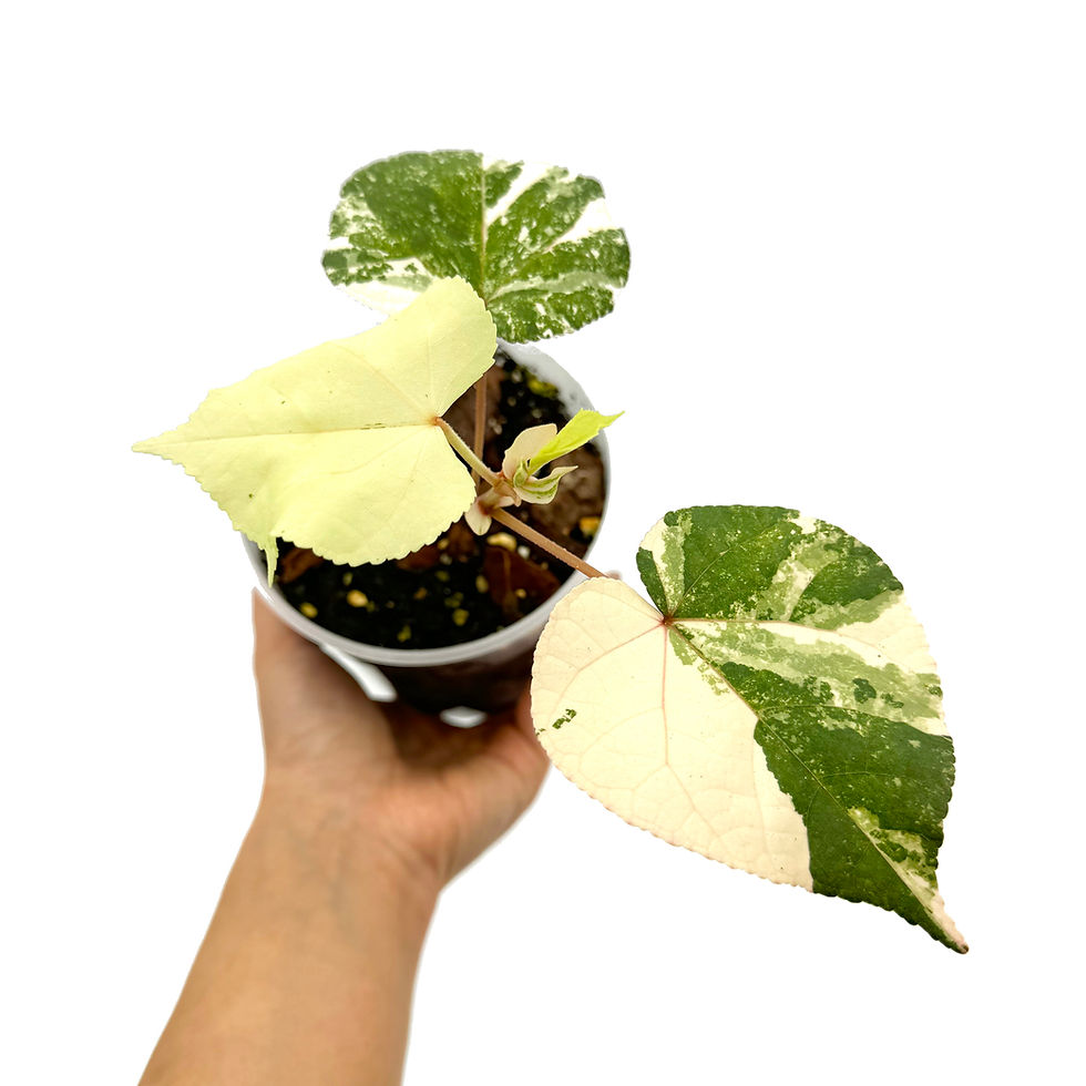 Thumbnail: Hibiscus Tiliaceus Variegata