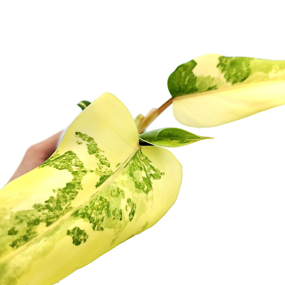 Thumbnail: Philodendron Domesticum Variegata