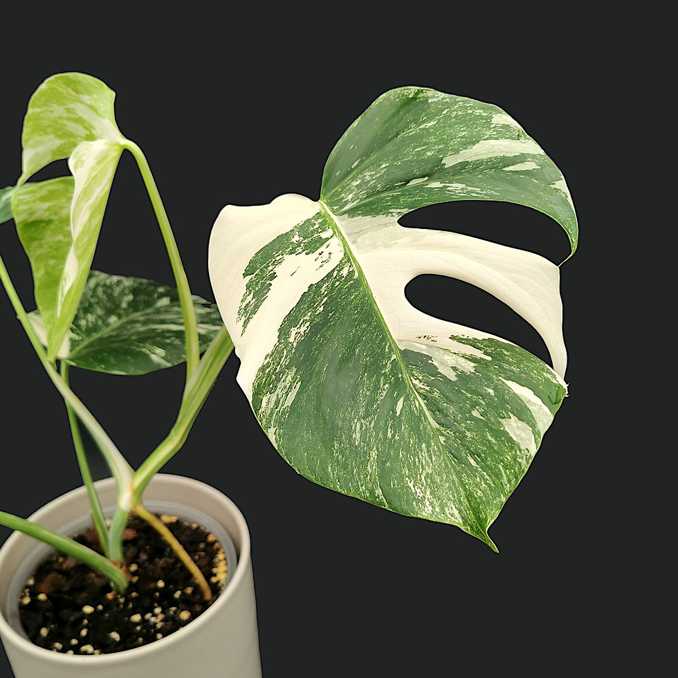 Miniaturbild: Monstera Albo Variegata