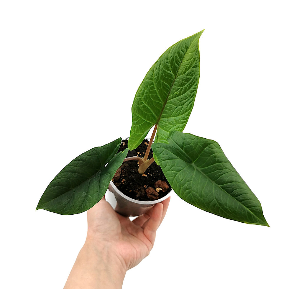 Thumbnail: Alocasia Scalprum