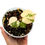 Miniaturbild: Hibiscus Tiliaceus Variegata