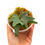 Miniaturbild: Hirschhornfarn Platycerium Willinckii OMG Sporeling