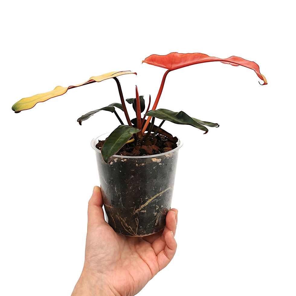 Thumbnail: Philodendron Billietiae Hybrid Mint-Grey-Blue
