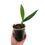 Thumbnail: Rhaphidophora Megasperma (Young Plant)